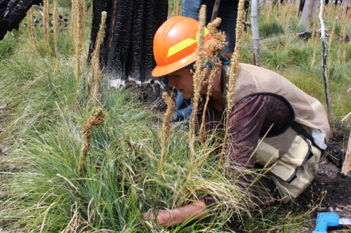 Beargrass (X.tenax) 